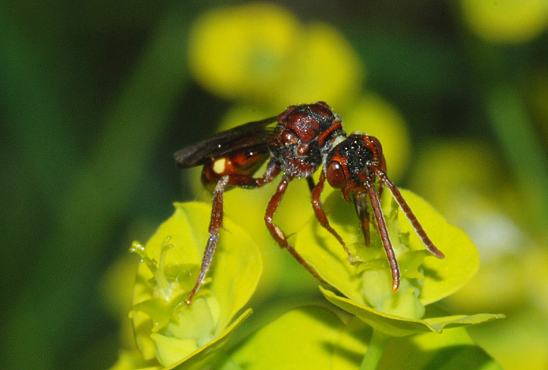 Ape rossa: Nomada sp. (Apidae )